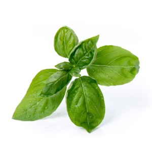 Pachet cu seminte "Lingot" busuioc dulce - Veritable