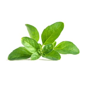 Pachet cu seminte "Lingot" busuiocul cerbilor - Veritable