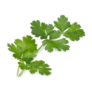 Pachet cu seminte "Lingot" patrunjel italian - Veritable