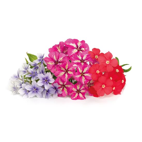 Pachet cu seminte "Lingot" Phlox - Veritable