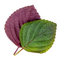 Pachet cu seminte "Lingot" shiso, bicolor - Veritable