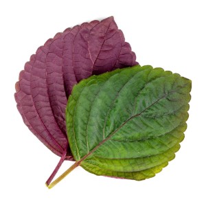 Pachet cu seminte "Lingot" shiso, bicolor - Veritable
