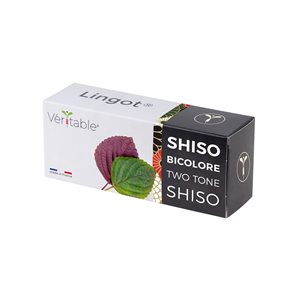 Pachet cu seminte "Lingot" shiso, bicolor - Veritable