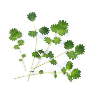Pachet cu seminte "Lingot" salata Burnet - Veritable