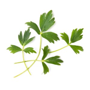 Pachet cu seminte "Lingot" leustean - Veritable