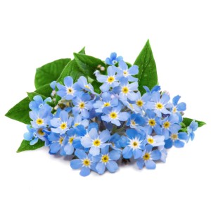 Pachet cu seminte "Lingot" Floare de nu-ma-uita (Myosotis) - Veritable