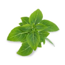 Pachet cu seminte "Lingot" busuioc pitic - Veritable