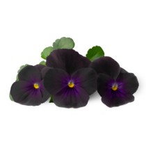 Pachet cu seminte "Lingot" panselute negre - Veritable