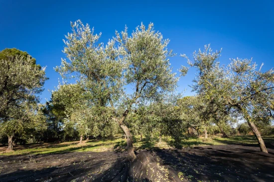 Masline Bella di Cerignola, 560 g - Oilalá