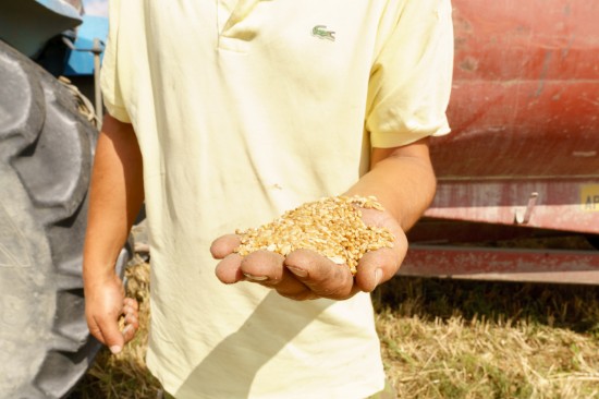 Paste Fettuccine cu spanac, 250 g - La Campofilone