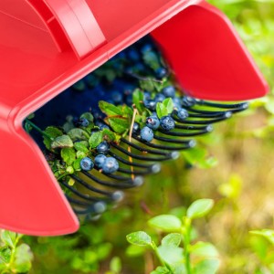 Ustensila pentru cules fructe de padure - Westmark