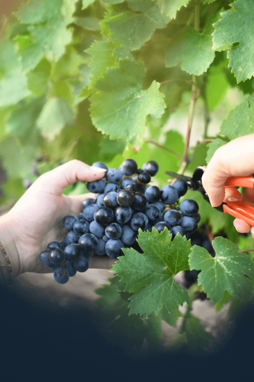 Oțet balsamic Gastronomic Vinegar 200 ml ℮, Estoublon, Franța