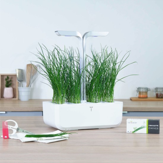 Pachet cu seminte "Lingot" cepsoara - Veritable