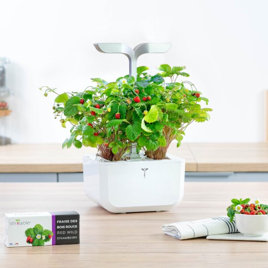 Pachet cu seminte "Lingot" capsuni salbatice - Veritable