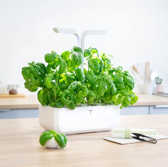 Pachet cu seminte "Lingot" busuioc dulce - Veritable