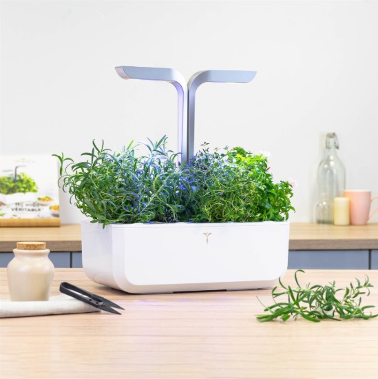 Pachet cu seminte "Lingot" rozmarin - Veritable