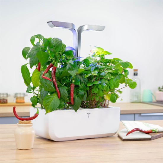 Pachet cu seminte "Lingot" ardei iute Cayenne - Veritable