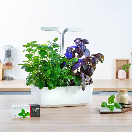 Pachet cu seminte "Lingot" lamaita - Veritable