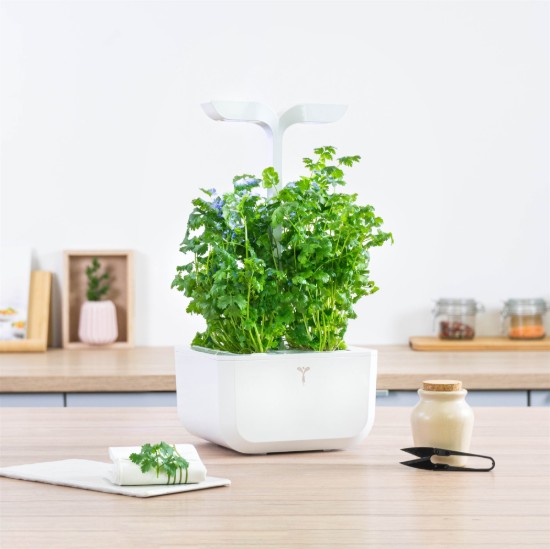 Pachet cu seminte "Lingot" coriandru - Veritable