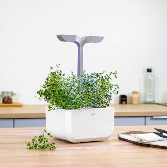 Pachet cu seminte "Lingot" cimbru - Veritable