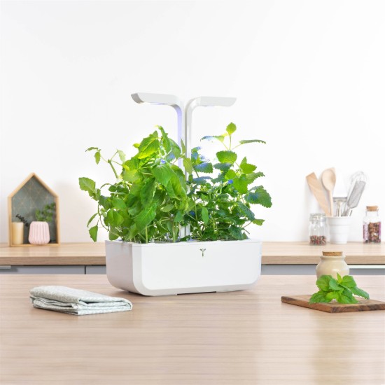 Pachet cu seminte "Lingot" busuioc cu aroma de lamaie - Veritable