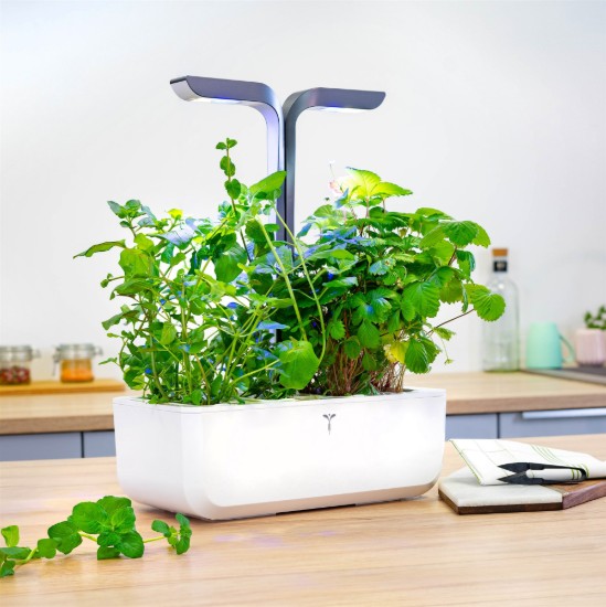 Pachet cu seminte "Lingot" menta glaciala - Veritable