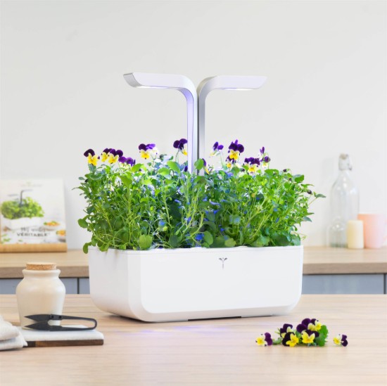 Pachet cu seminte "Lingot" panselute comestibile - Veritable