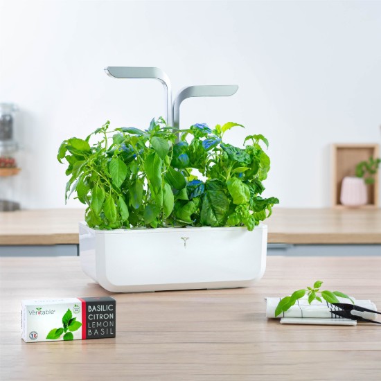 Pachet cu seminte "Lingot" busuioc Thai - Veritable