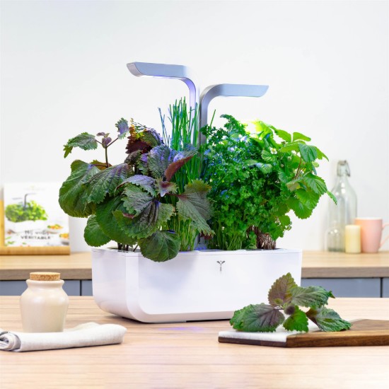 Pachet cu seminte "Lingot" shiso, bicolor - Veritable