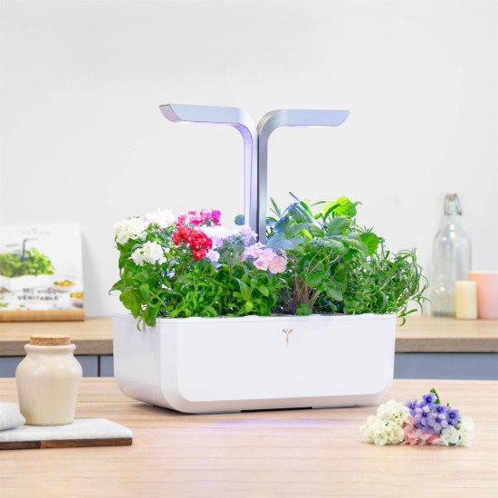 Pachet cu seminte "Lingot" Phlox - Veritable