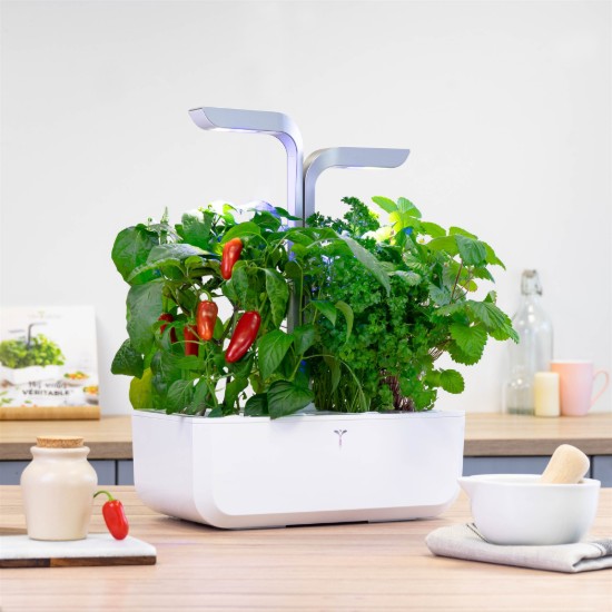 Pachet cu seminte "Lingot" ardei iute Jalapeno - Veritable