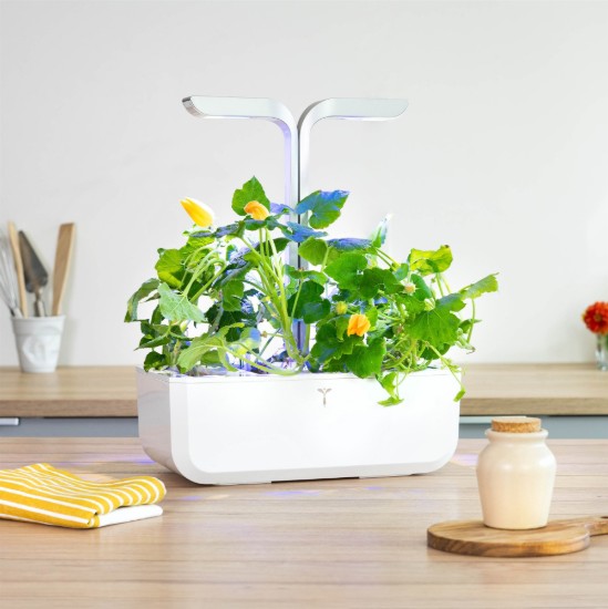 Pachet cu seminte "Lingot" flori de zucchini - Veritable