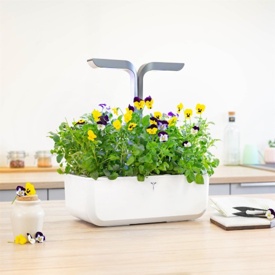 Pachet cu seminte "Lingot" panselute multicolore - Veritable