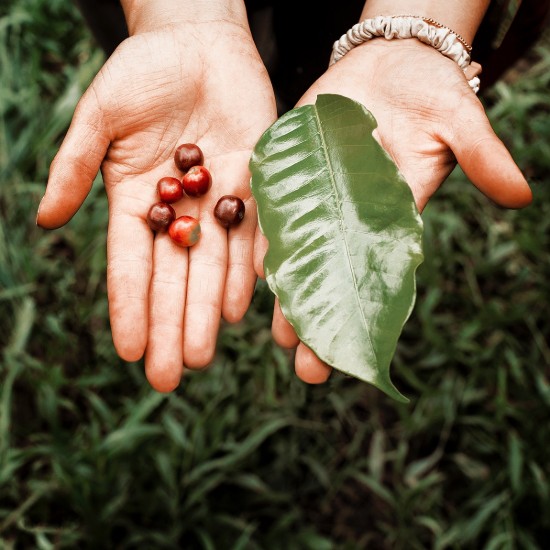 Cafea boabe Ecstatic Special - Guatemala 250 g ℮
