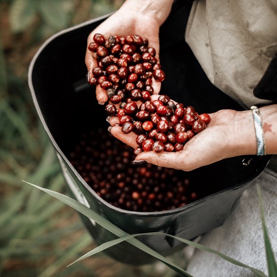 Cafea boabe Ecstatic Special - Honduras 250 g ℮