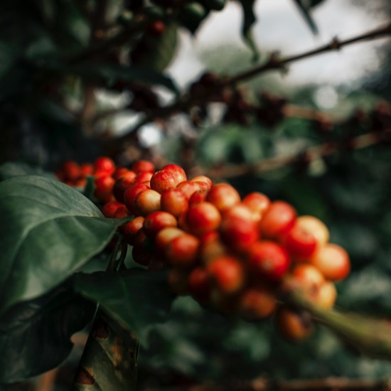 Cafea boabe Ecstatic Special - Brasil 250 g ℮