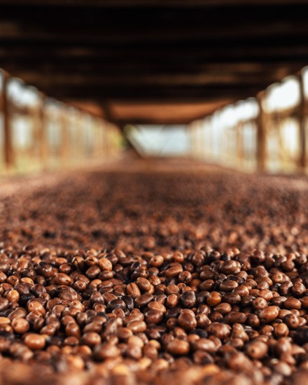 Cafea boabe Costa D”Amalfi Vietri 100% Arabica 250 g ℮