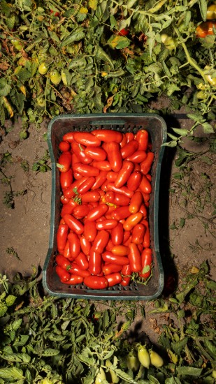 Fileuri de rosii San Marzano PDO Tomatoes din zona Agro Sarnese-Nocerino, 300 g ℮, Casa Marrazzo, Italia