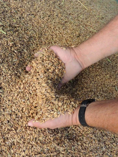 Orez cu bob lung REPERSO 500 g ℮, Azienda Agricola Lodigiana, Italia