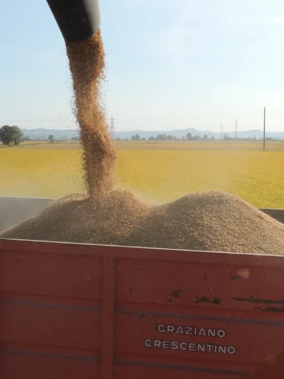 Orez cu bob lung REPERSO 500 g ℮, Azienda Agricola Lodigiana, Italia