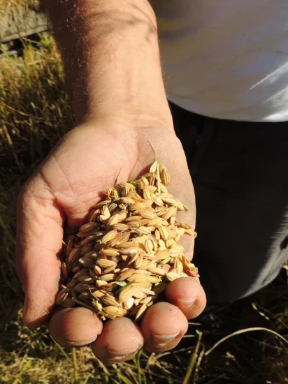 Orez cu bob lung REPERSO 500 g ℮, Azienda Agricola Lodigiana, Italia